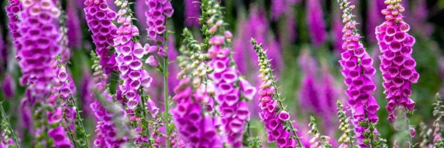 Mediation Conflict Resolution Conflict Management Dispute Resolution Restorative Practice Workplace Mediation Family Mediation Professional Mediation Services Mediation Skills Training Conflict Coaching Communication Skills Difficult Conversations Negotiation Skills Emotional Intelligence Leadership & Conflict Workplace Communication